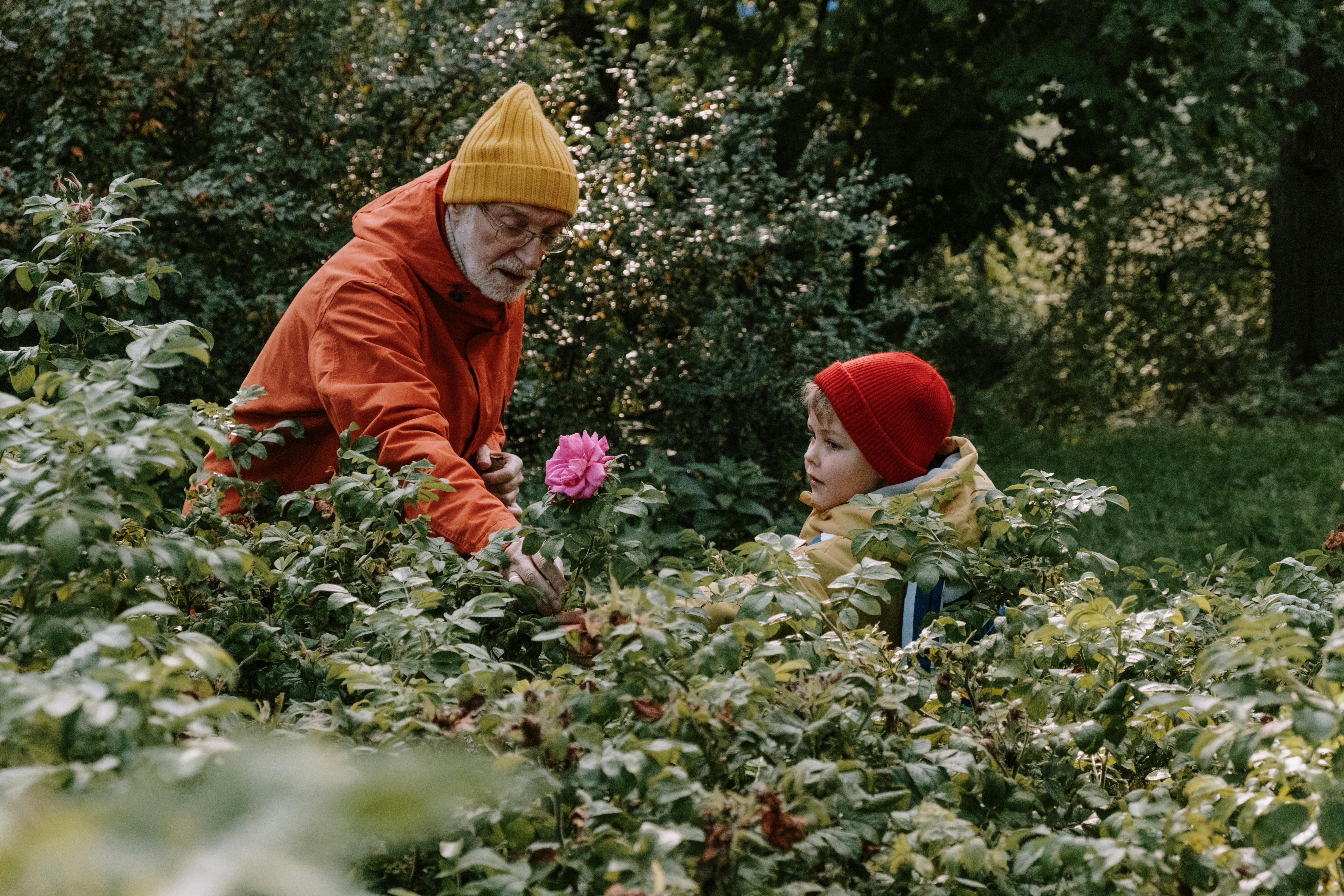 Grandfather showing roses to grandson